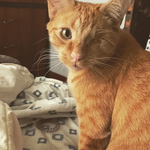 Meet your Posher, Lex - Picture 7 of 8